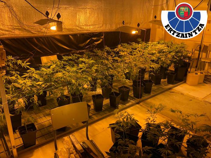 Berrehun marihuana landare atzeman eta bi lagun atxilotu ditu Ertzaintzak Getarian