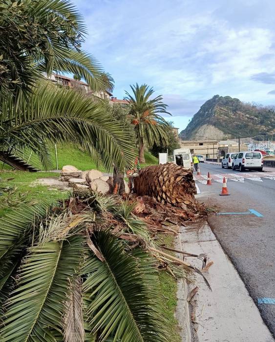 Bi palmondo kendu ditu Getariako Udalak, "pikudo gorriaren hedapena saihesteko"