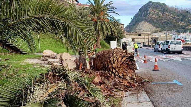 Bi palmondo kendu ditu Getariako Udalak, "pikudo gorriaren hedapena saihesteko"