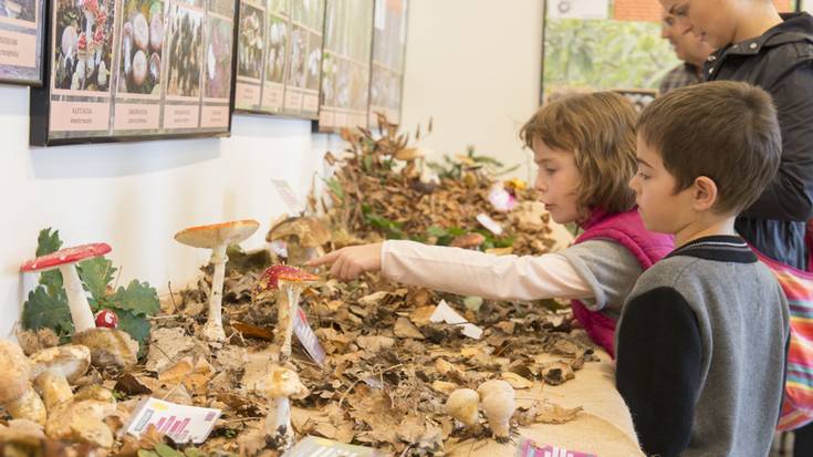 Gure basoetako perretxikoak Alondegiko erakusketan