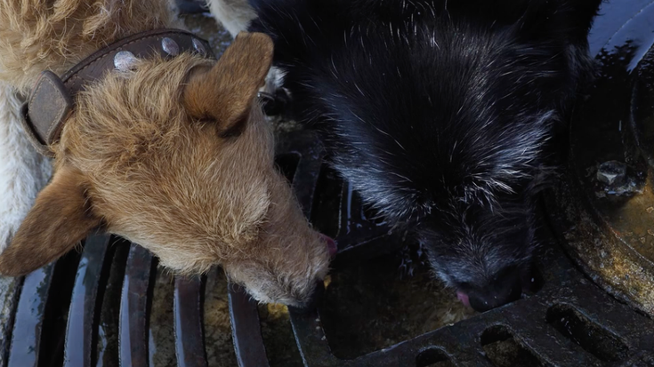 Udaberriko rallyan aurkeztutako argazkiak, bideoan