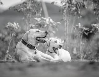 Txakurren eta herritarren arteko elkarbizitza hobetzeko neurriak hartuko ditu udalak