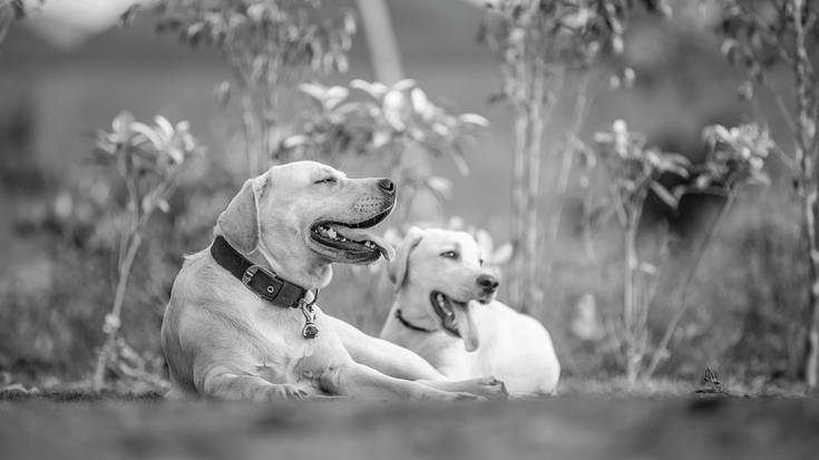 Txakurren eta herritarren arteko elkarbizitza hobetzeko neurriak hartuko ditu udalak