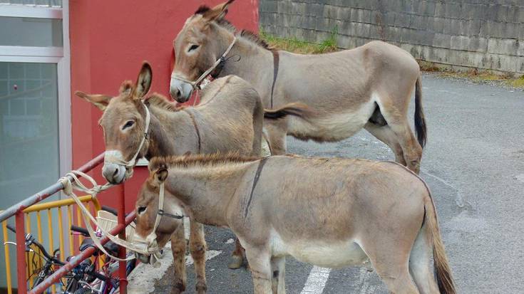 Asto karrerak Narrondo auzoan