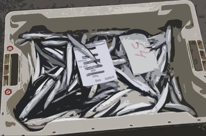 Antxoa harrapaketak %18 handitzea proposatu du Bruselak