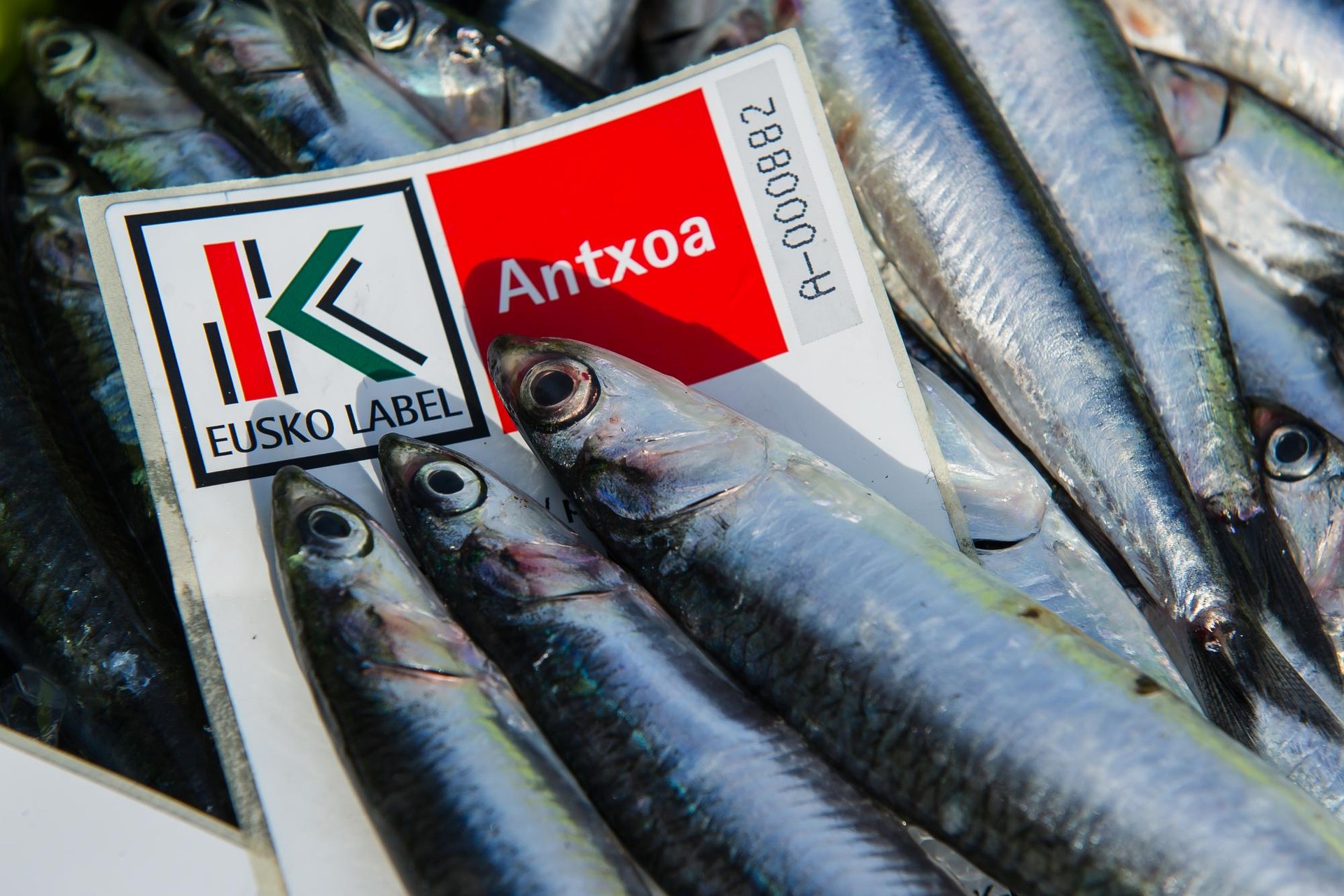Azken asteko antxoa "tamaina ederrekoa" ari da izaten