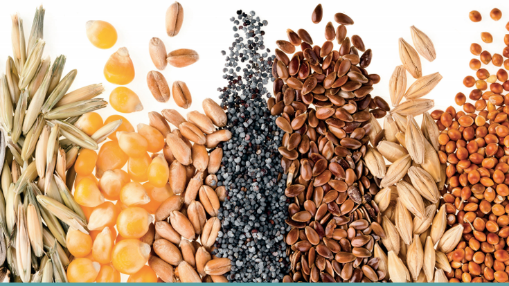 Hazien inguruko tailerra