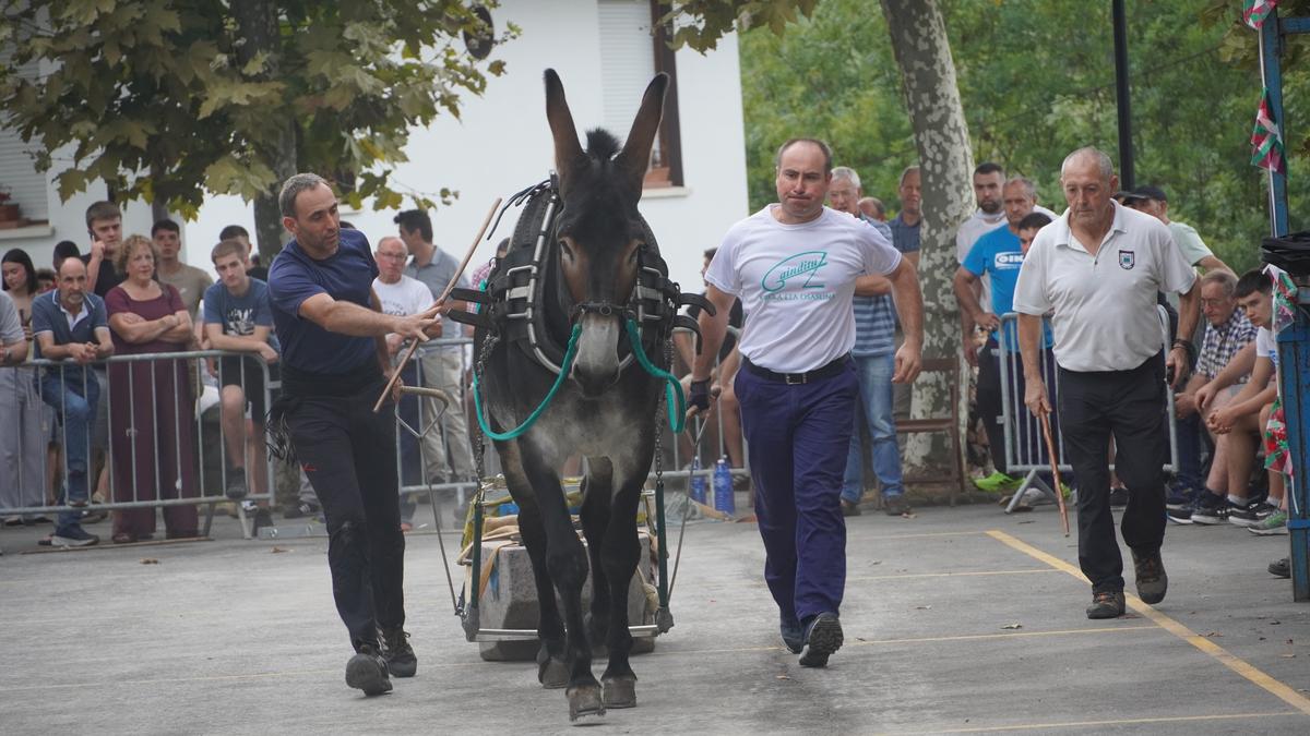 Ibai Iruretagoienaren astoa nagusi San Bartolome eguneko proban