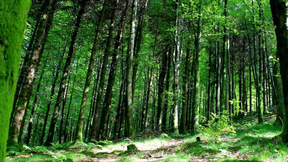 Pagoetara joango dira larunbatean Indamendiko korrika taldeko kideak