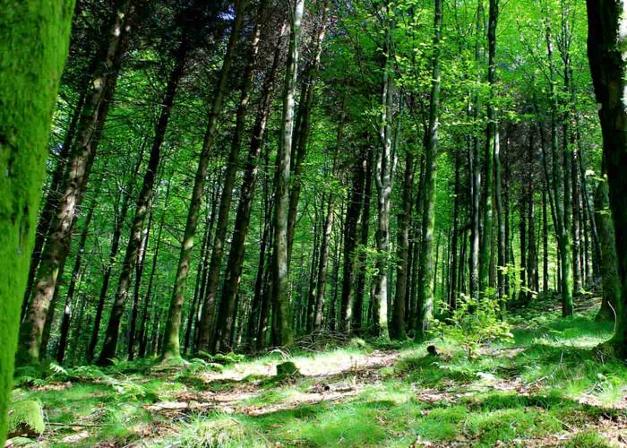 Pagoetara joango dira larunbatean Indamendiko korrika taldeko kideak