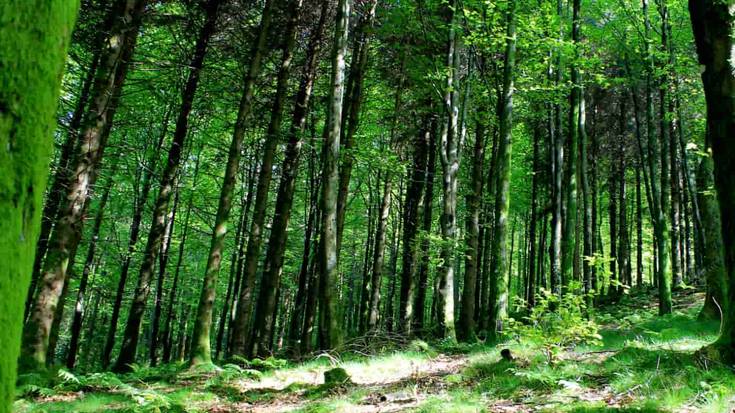 Pagoetara mendi irteera antolatu du gaztetxoentzat Lagun Onak MBk