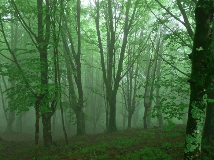 Arkamurkak antolatuta, Pagoetara irteera egingo dute bihar