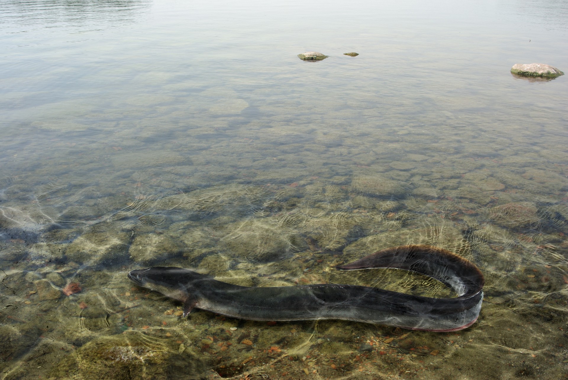 Sargazoetako harribitxia