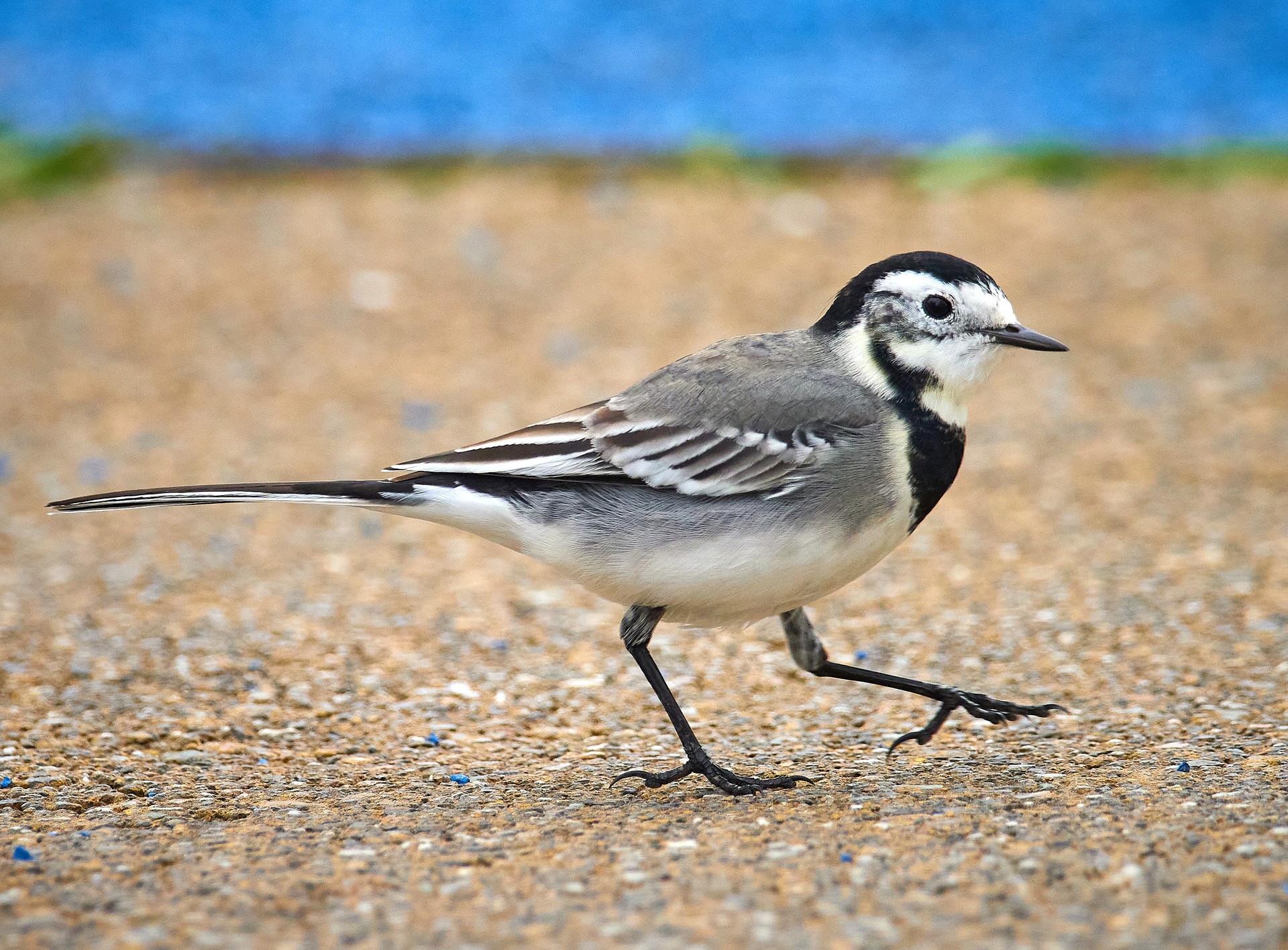 Buztanikara zuria (Motacilla alba)