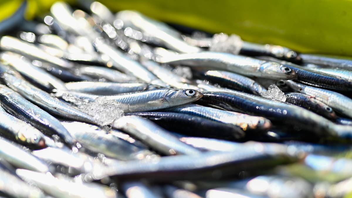 Orioko 'Beti aingeru' ontziko kapitaina atxilotu dute, Angelun antxoa arrantzatzea egotzita