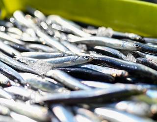 Orioko 'Beti aingeru' ontziko kapitaina atxilotu dute, Angelun antxoa arrantzatzea egotzita