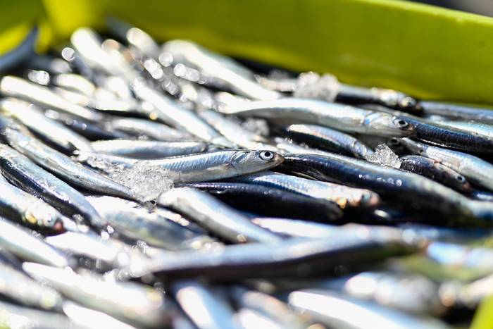 Orioko 'Beti aingeru' ontziko kapitaina atxilotu dute, Angelun antxoa arrantzatzea egotzita