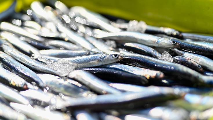 Orioko 'Beti aingeru' ontziko kapitaina atxilotu dute, Angelun antxoa arrantzatzea egotzita