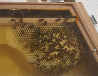 Erleen dantza, aurrez aurre