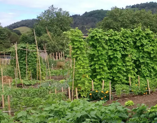 Udalak asteazkenean egingo du herri baratzeak adjudikatzeko zozketa