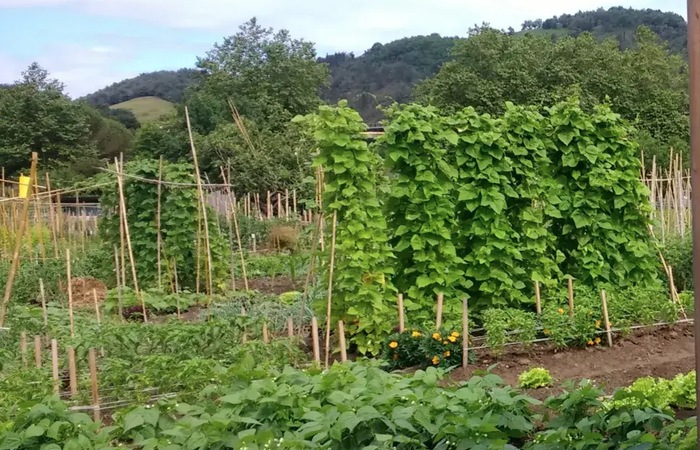 Udalak asteazkenean egingo du herri baratzeak adjudikatzeko zozketa