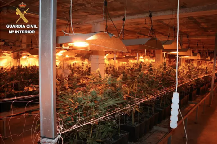 Kalamu plantazio bat atzeman du Guardia Zibilak nekazaritza pabilioi batean