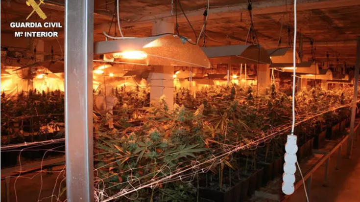 Kalamu plantazio bat atzeman du Guardia Zibilak nekazaritza pabilioi batean