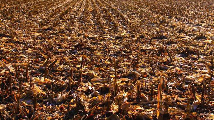 Antigoaleko Hiztegia: 'Lepazuri'/'lepatxuri', 'Zuztar', 'Putz', 'Puzker', 'Lepahezur'/'Lepo hezur'