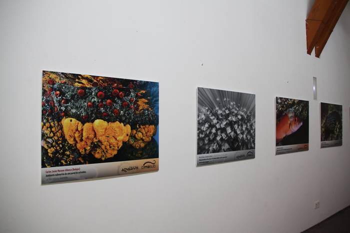 Nazioarteko Itsaspeko Zinema Zikloaz gozatzeko aukera izango da Zumaian