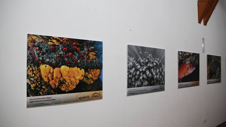 Nazioarteko Itsaspeko Zinema Zikloaz gozatzeko aukera izango da Zumaian