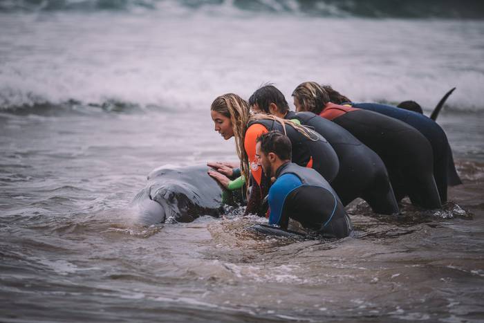 Sea Shepherd antolakundeak aitortza egingo die azaroan balea salbatu zuten surflariei