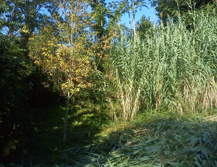 Kanabera espezie inbaditzaileak kentzeko auzolana egingo dute etzi