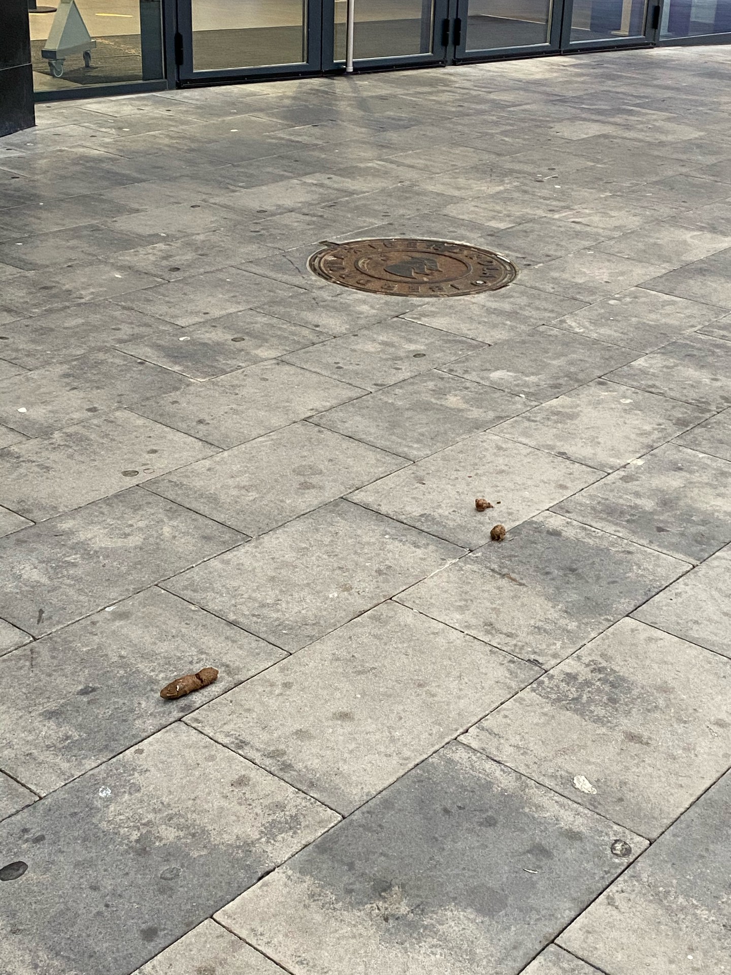 Kexa, txakur kakak tarteko