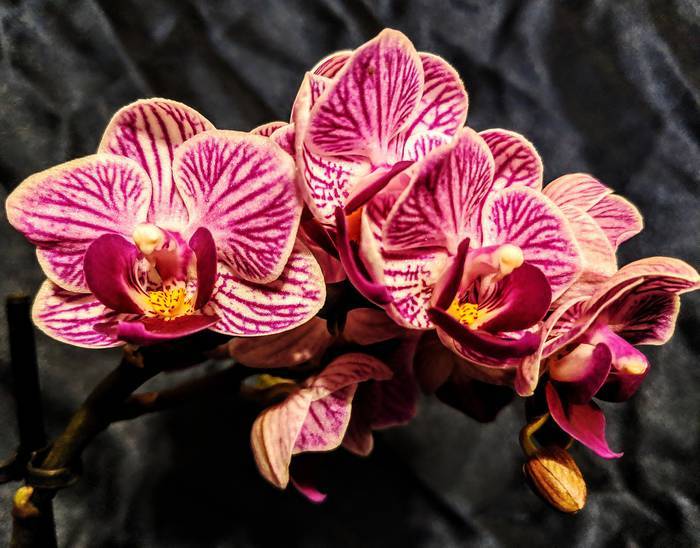 Inguruko orkidea basatiak ezagutzeko aukera, Arkamurkaren eskutik