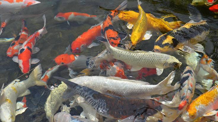 Arrainontzian nahasia