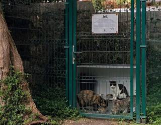 Animalien ongizaterako eta bizikidetzarako ordenantza berria lantzeko bigarren bilera irekia deitu dute asteraterako