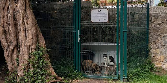 Animalien ongizaterako eta bizikidetzarako ordenantza berria lantzeko bigarren bilera irekia deitu dute asteraterako