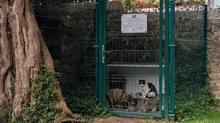 Animalien ongizaterako eta bizikidetzarako ordenantza berria lantzeko bigarren bilera irekia deitu dute asteraterako