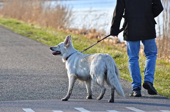 Animalien ordenantzaz hitz egiteko bilera irekia egingo du astelehenean udalak herritarrekin