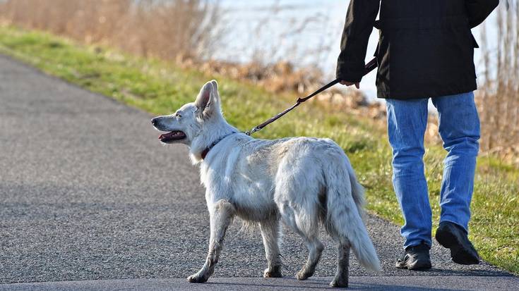 Animalien ordenantzaz hitz egiteko bilera irekia egingo du astelehenean udalak herritarrekin