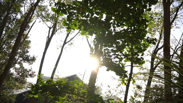 Ilargiaren sekretuak baso magikoan: Gorka Salegiren bisita inspiratzailea