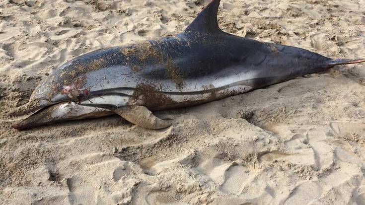 Izurde bat agertu zen hilik atzo Itzurunen