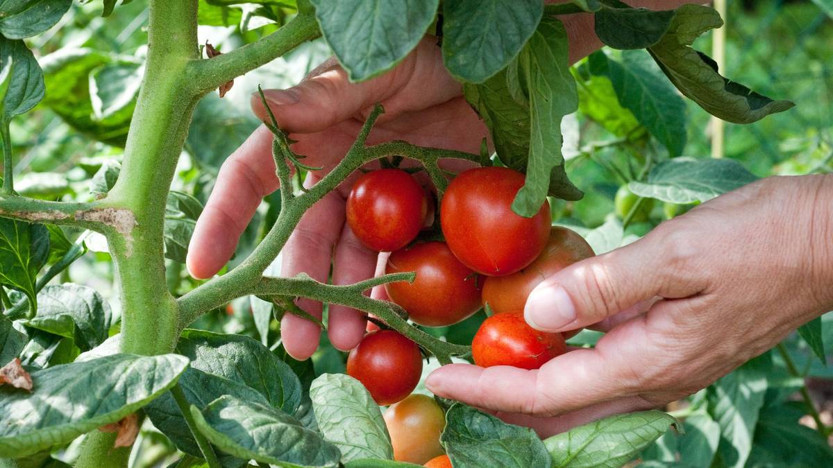 Tomate landareak zaintzeko ikastaroa eskainiko du Furgobaratzak astelehenean Zestoan