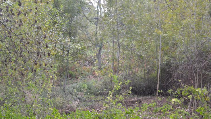 Zingirara irteera egingo dute ostiral honetan