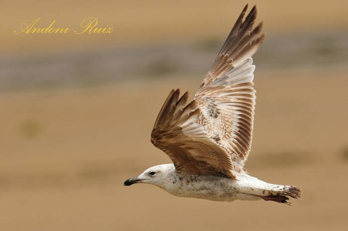 Udaberri Rallyko argazki onena