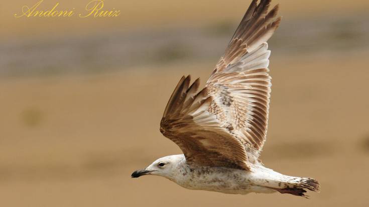 Udaberri Rallyko argazki onena
