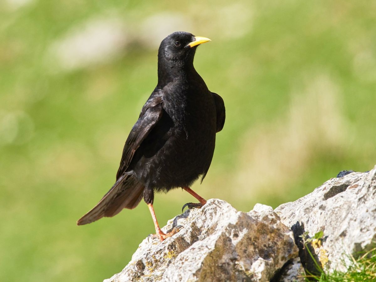 Belatxinga mokohoria (Pyrrhocorax graculus)
