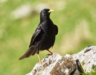 Belatxinga mokohoria (Pyrrhocorax graculus)