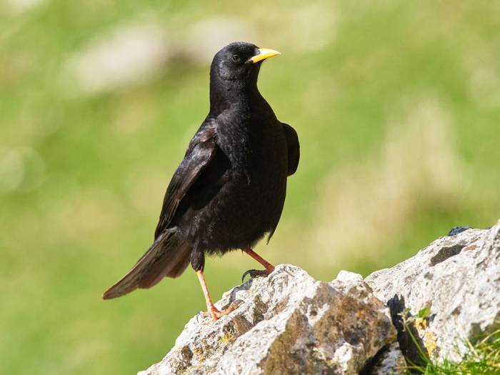 Belatxinga mokohoria (Pyrrhocorax graculus)