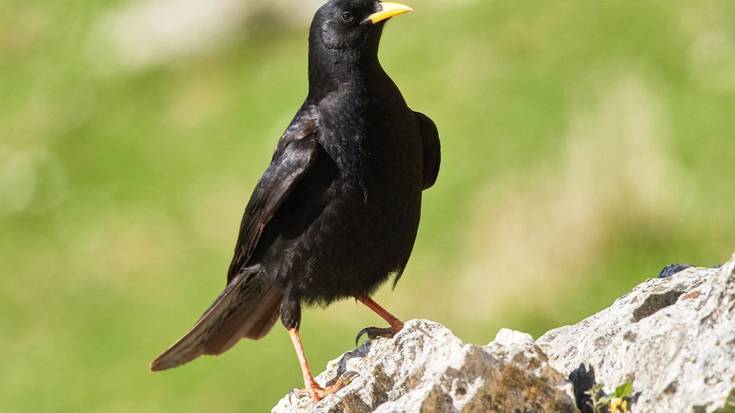 Belatxinga mokohoria (Pyrrhocorax graculus)
